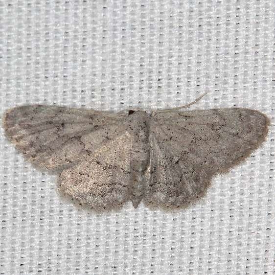 7120 Idaea violacearia Suwannee River St Pk 9-19-18 (56)_opt
