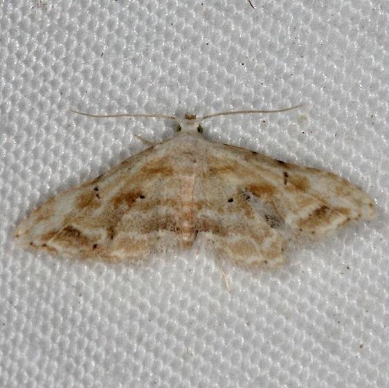 7124 Idaea retractaria tentative BG Silver Lake Cypress Glenn Fla 3-18-15 (36)_opt