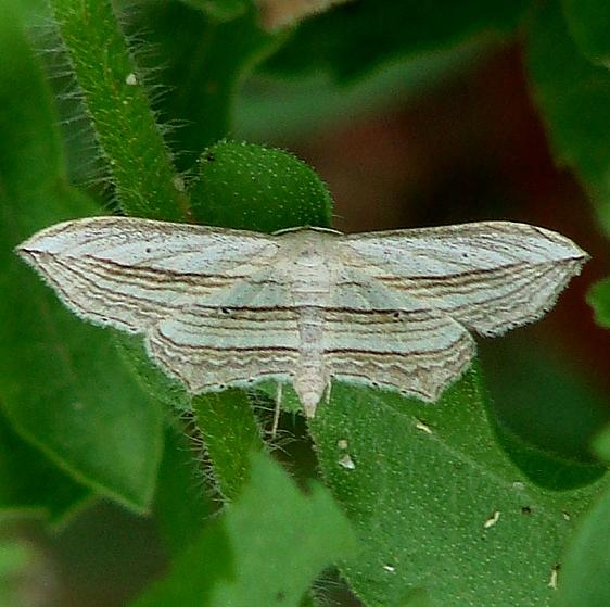 7128 Acrobara multilineata Moth Catalina St Pk Az 9-11-12