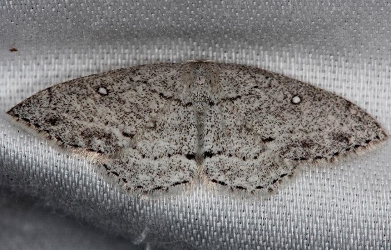 7139 Sweetfern Geometer Moth Thunder Lake Mich 6-21-13