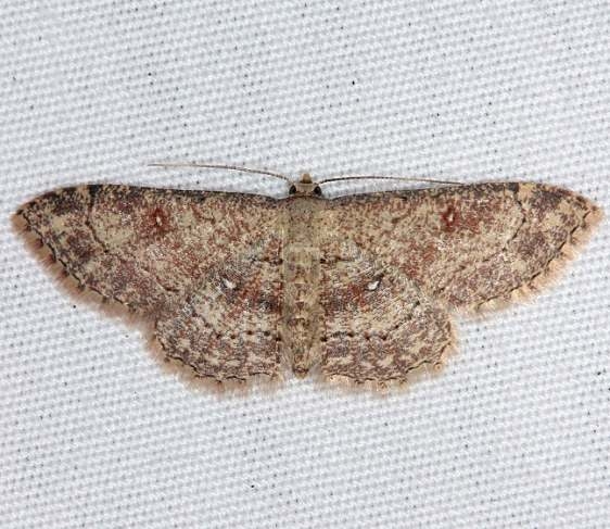 7140 Cyclophora nanaria yard 8-31-14