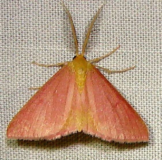 7146 Chickweed Geometer variant yard 9-3-10