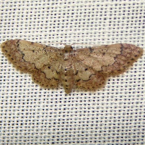 7151 Scopula aemulata Rowdy Bend Trail Everglades 3-3-12