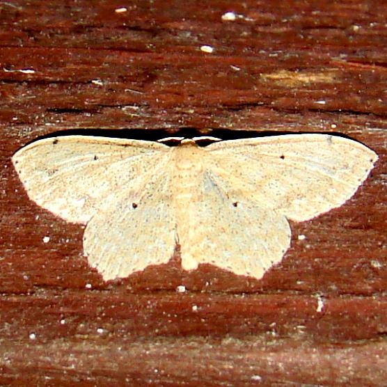 7151 Scopula aemulata Rowdy Bend Trail Everglades Fla 3-3-12