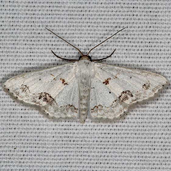 7158 Chalky Wave Moth Gold Head Branch St Pk Fl 11-28-19