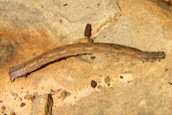 7159 Large Lace border Caterpiller-Mackletree-Bridle-Trail-Shawnee-St-Forest-Oh-5-24-23