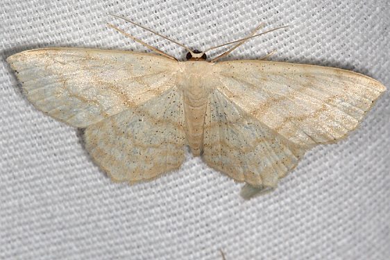 7164 Simple Wave Moth Coyote Run Preserve 8-2-19