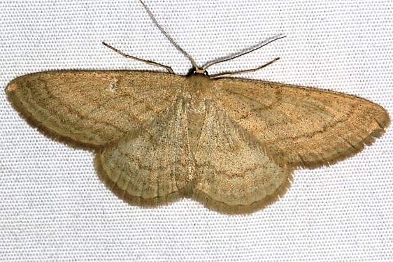 7170 Scopula luteolate Black Canyon at the Gunnison Natl Pk Colorado 6-15-17 (75)_opt