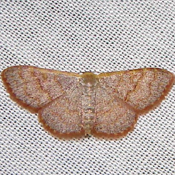 7173 Pannaria Wave Moth Flamingo Everglades 2-29-12