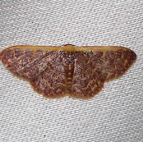 7174 Cross's Wave Moth Kissimmee Prairie St Pk 3-12-12