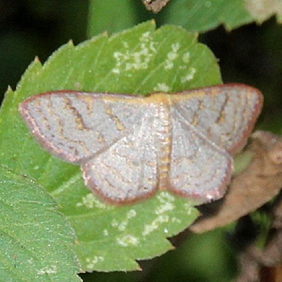 7174 Crosss Wave Moth Lake Kissimmee area along Rt60 11-20-19