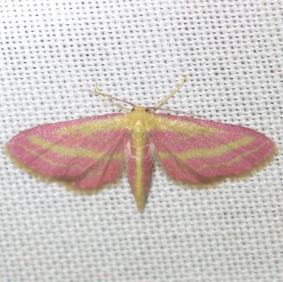 7177 Raspberry Wave Moth Everglade Natl Pk Nike Missle Rd 3-5-13