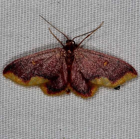 7181 Stained Lophosis Moth Rodman Campground Fl 3-20-14