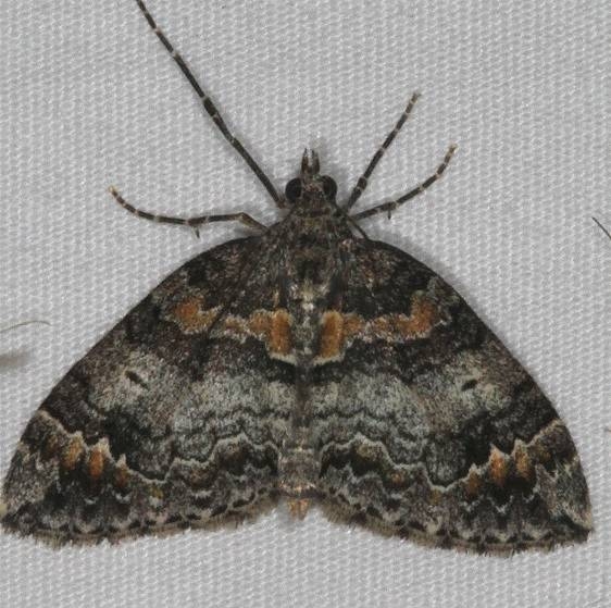 7182 Dark Marbled Carpet Moth Thunder Lake UP Mich 6-20-15