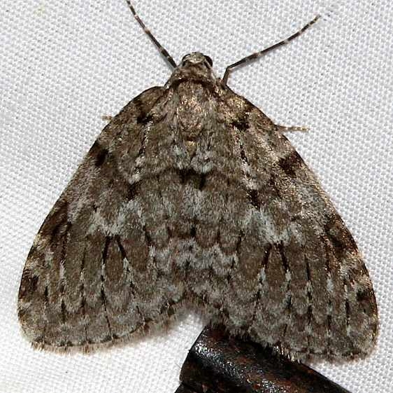 7187 Marbled Carpet Moth Thunder Lake UP Mich 10-1-15