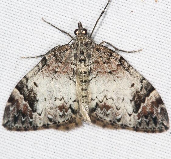 7188.1-Dysstroma-pseudimmanata-Goose-Bay-Camp-Lac-Seul-Canada-8-4-22