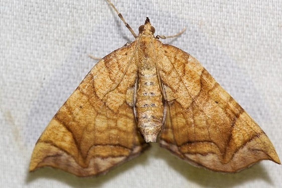 7197 Greater Grapevine Looper Moth yard 6-21-12