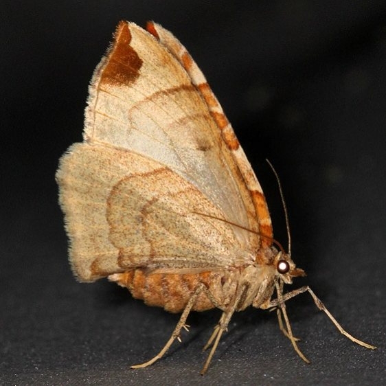 7203 Dimorphic Eulithis Turkey Lake Shawnee St Pk 6-12-15