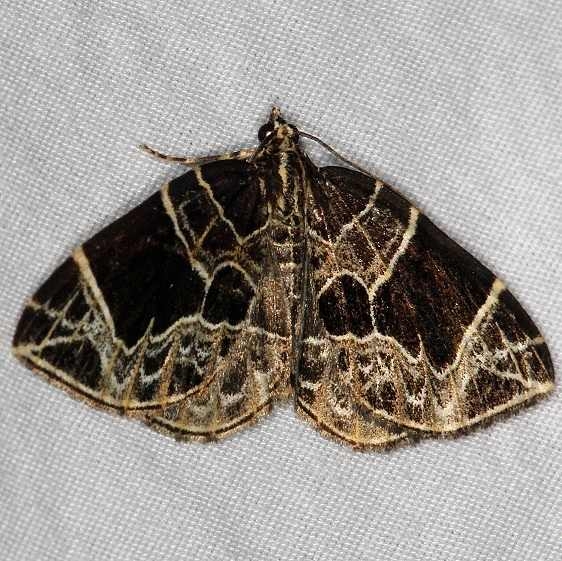 7214 Dark-banded Geometer Moth Burr Oak St Pk at cabins Oh 6-27-14