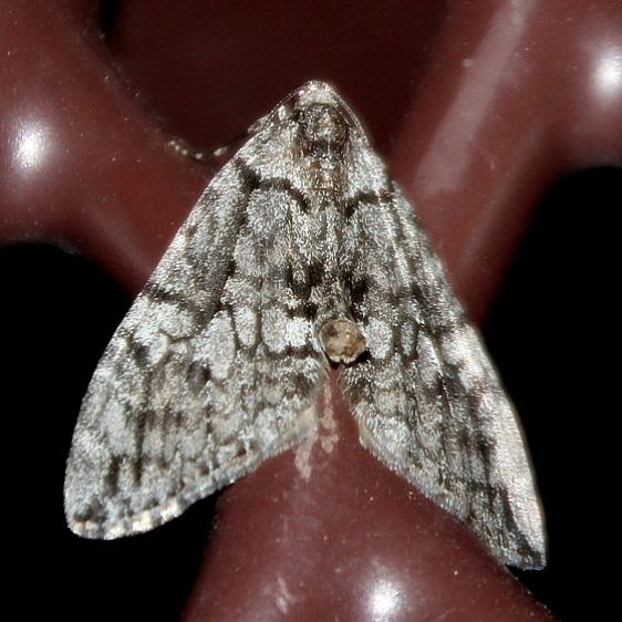 7235 Black-dashed Hydriomena Moth Duck Creek Campground Dixie Natl Forest Utah 5-28-17 (1)_opt