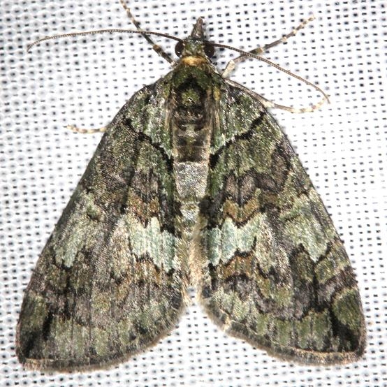 7237 Transfigured Hydriomena Moth Carter Cave St Pk Ky 4-23-13