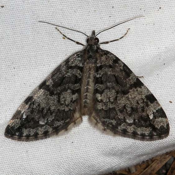 7264 Hydriomena morosata Golden Gate Canyon St Pk Colorado 6-28-17 (1)_opt