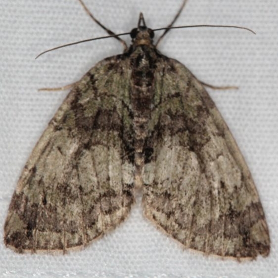 7278.97 Unidentified Hydriomena Moth Ash Rapids Lodge Lake of the Woods Ont 7-23-17 (6)_opt