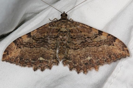 7285 Tissue Moth Devil's Canyon Manti-La Sal Natl Forest Utah 6-8-17 (31)_opt