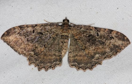 7290 Barberry Geometer Moth yard 9-8-14