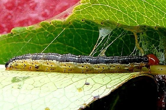 7292 Cherry Scallop Shell Moth Caterpillar at Wagner Falls UP Mich 9-28-09