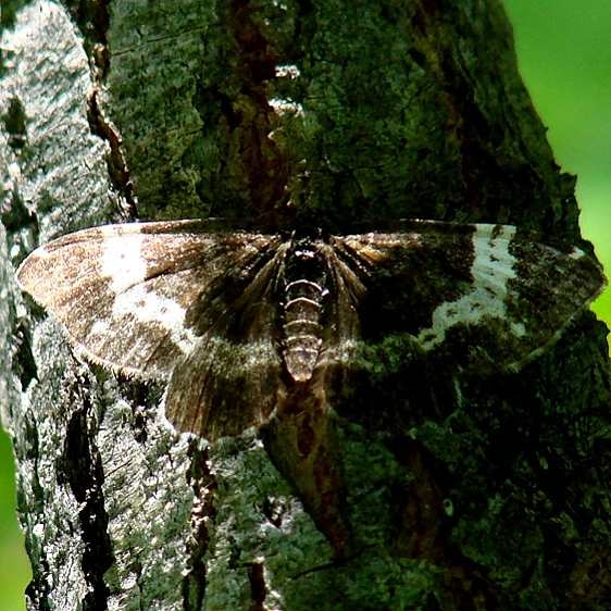 7294 White-banded Black Star Crossing Mich 6-21-10_opt