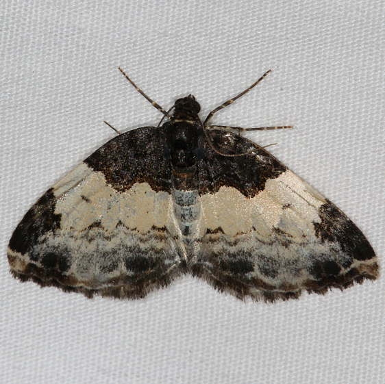 7307 White-ribboned Carpet Moth Jenny Wiley St Pk Ky 4-19-16 (2)_opt