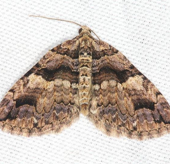 7329 Variable Carpet Moth yard 4-7-13