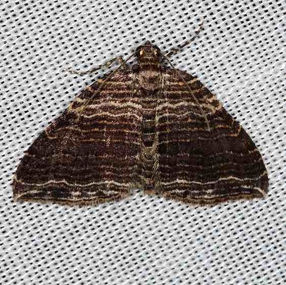 7330 Many-lined Carpet Moth Cumberland Falls St Pk Ky 4-22-14