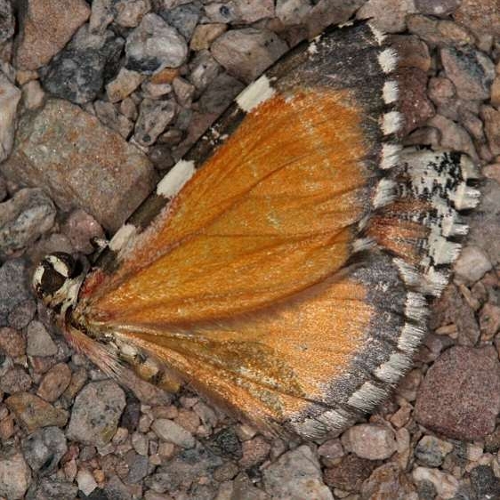 7364 Stamnodes tessellata Pine Lake Campground Dixie Natl Forest Utah 6-2-17 (51)_opt