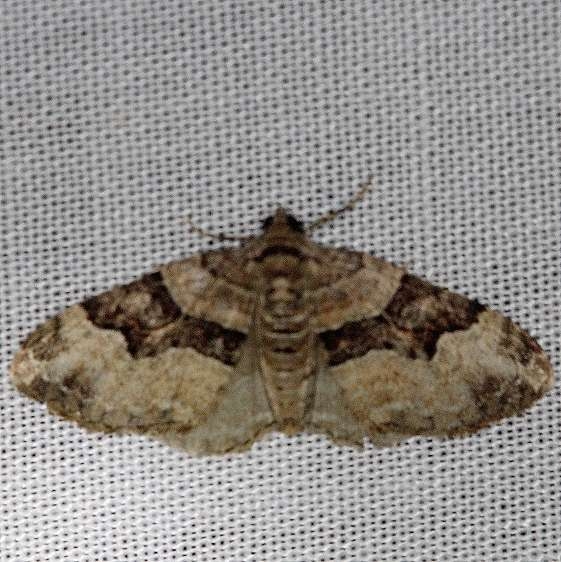 7390 Toothed Brown Carpet Moth Carter Cave St Pk Ky 4-23-13