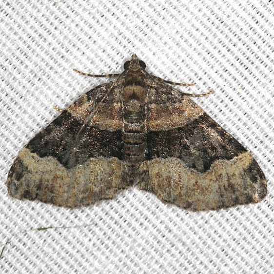 7390 Toothed Brown Carpet Moth yard 7-25-19