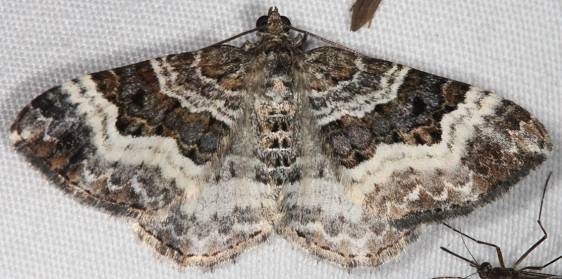 7394 White-banded Toothed Carpet Moth Lake of the Woods Ontario 7-23-16 (14a)_opt