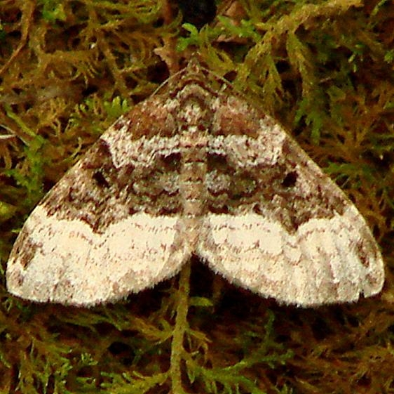 7399 Sharp-angled Carpet Moth Clearcreek Metro Pk Oh 6-9-12