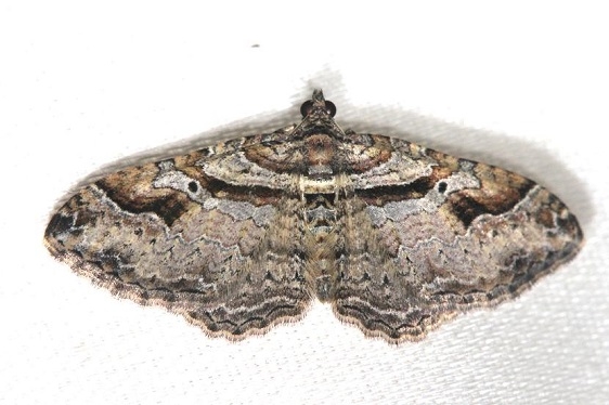 7416 Bent-line Carpet Moth Schivley Fen Logan Co 6-12-12