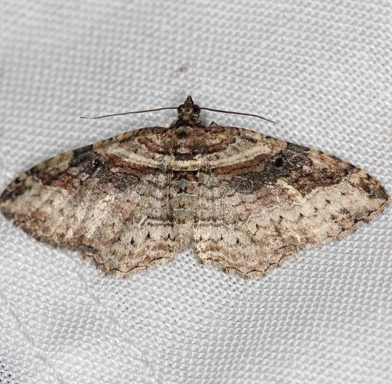 7416 Bent-line Carpet Moth yard 5-27-13