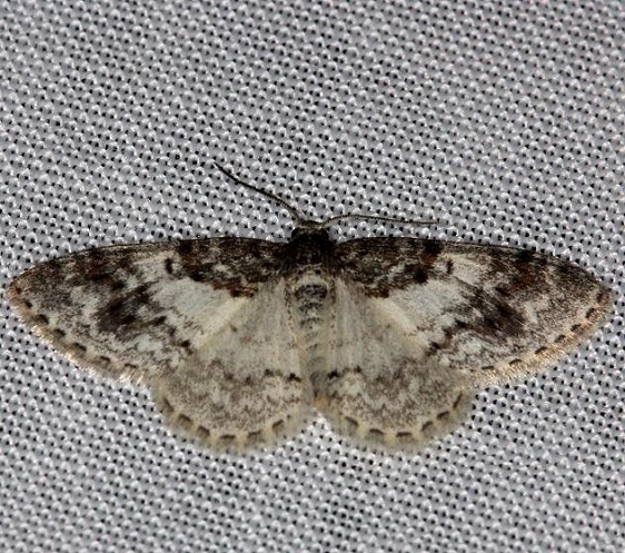 7419 Light Carpet Moth Thunder Lake Mich UP 6-22-13