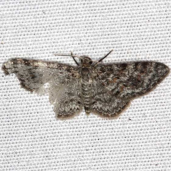 7419 Light Carpet Moth yard 7-26-18 (3)_opt