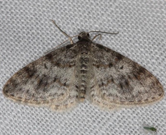 7422 Unadorned Carpet Moth Thunder Lake Mich 6-21-13