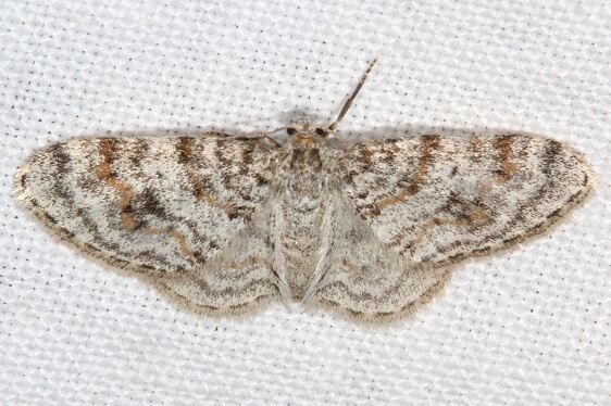 7422 Unadorned Carpet-Shawnee-St-Pk-Oh-5-23-23