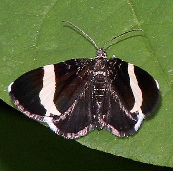 7430 White-striped Black Moth Webster Rd Hocking Co Oh 5-22-15