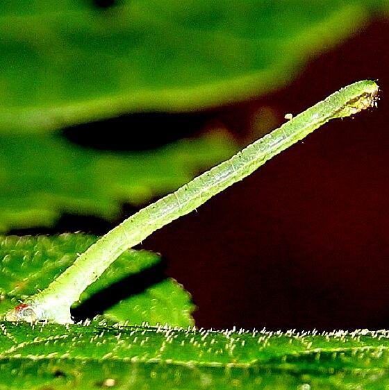 7430 White striped Black tentative caterpillar on Hydrengia Natural Tunnel St Pk Virg 9-11-20