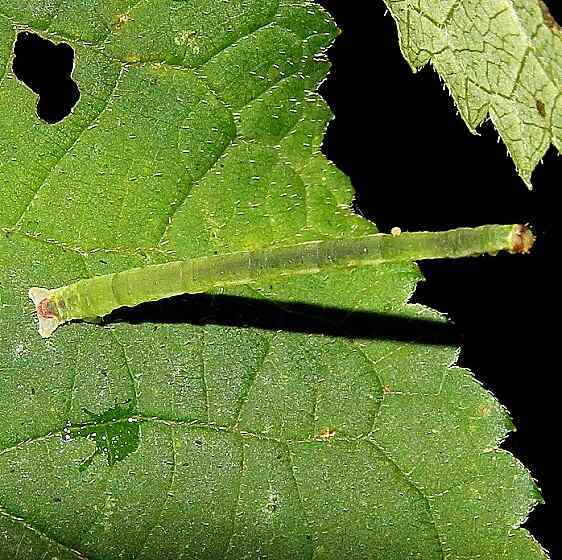 7430-White-striped-Black-tentative-caterpillar-on-Hydrengia-Natural-Tunnel-St-Pk-Virg-9-11-20-2