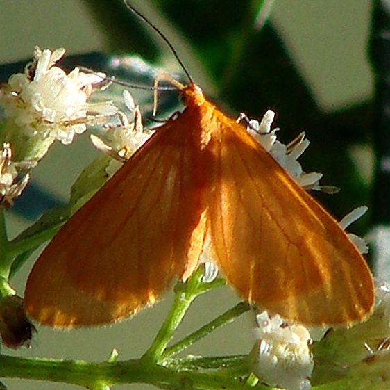 7444 Eubaphe unicolor Pategonia Az 9-9-12