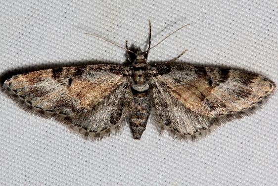 7449 Small Pine Looper Moth Golden Gate Canyon St Pk Colorado 6-27-17 (29)_opt